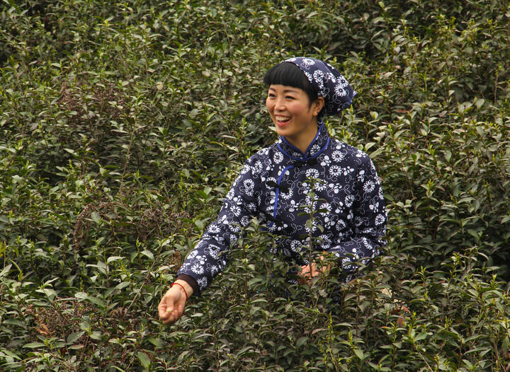 牡丹在线免费观看 更新8